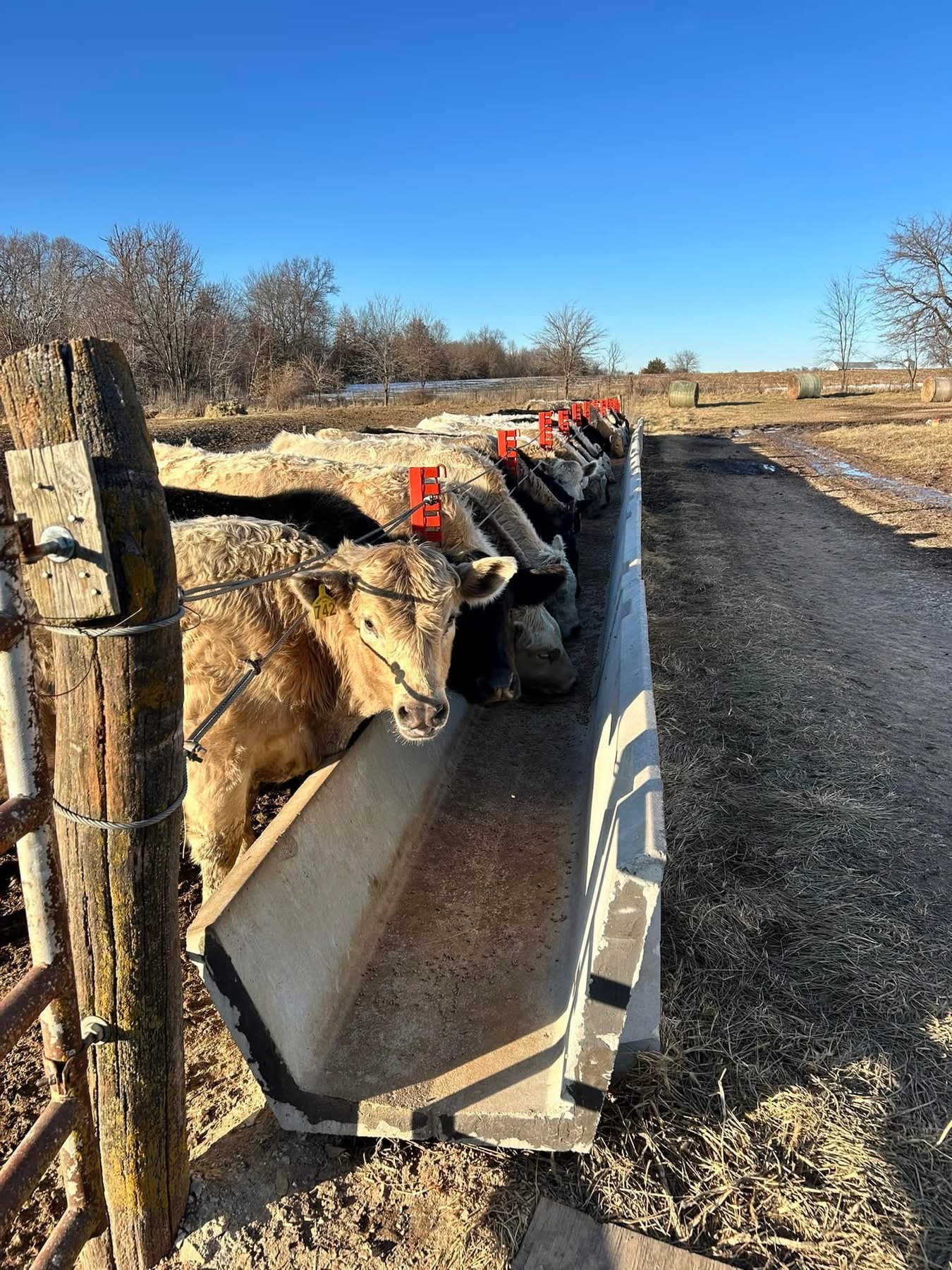 Feeding Charolais cattle at Nordwald Farms
